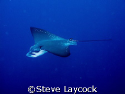 Eagle ray, flying in the blue by Steve Laycock 